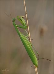 ...Abenteuer Wiese...