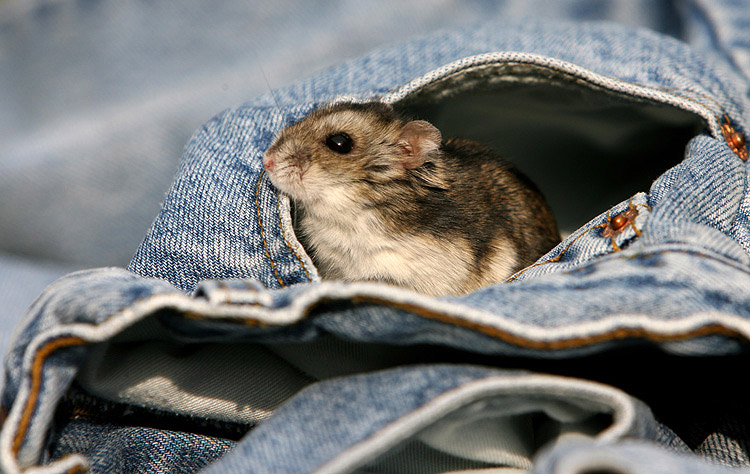 Abenteuerspielplatz Jeans