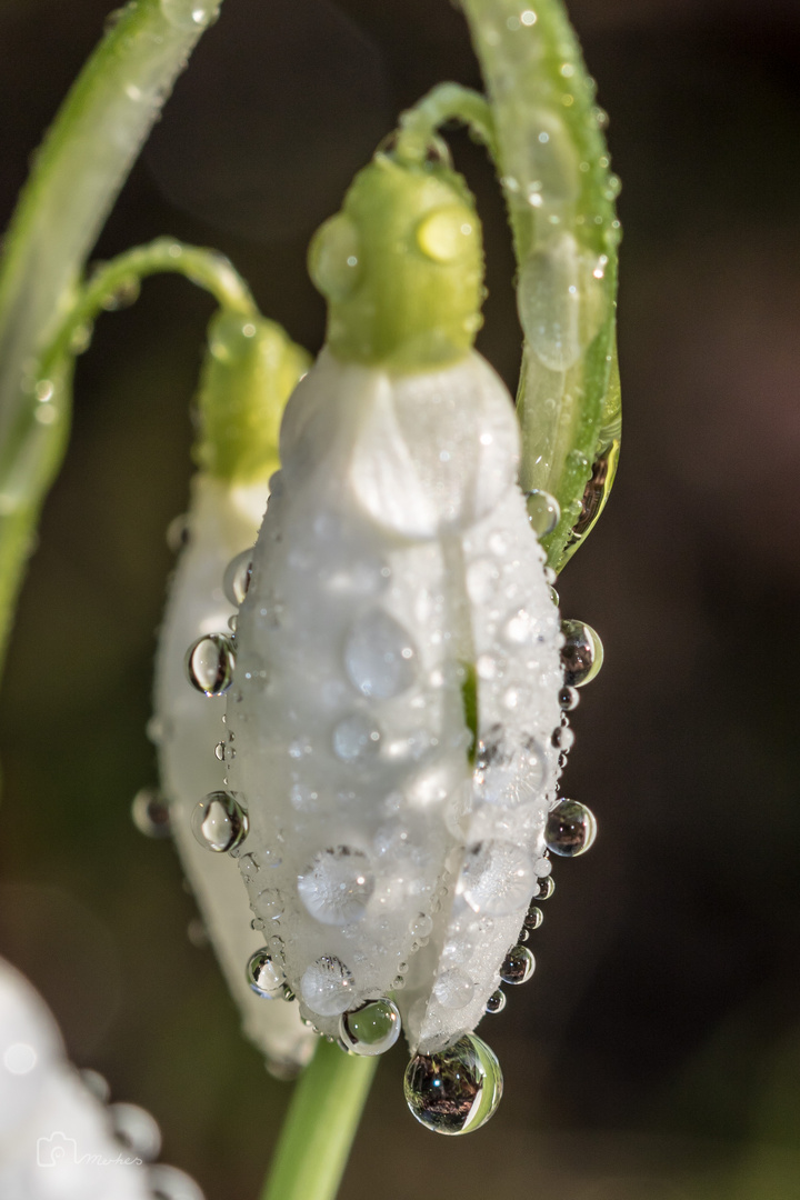 Aber allen Blumen ist er er seitdem feind, nur nicht dem Schneeglöckchen.