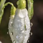 Aber allen Blumen ist er er seitdem feind, nur nicht dem Schneeglöckchen.