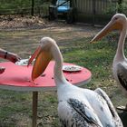 Aber als diese sich anschickt vermeinlich den Teller zu entfernen