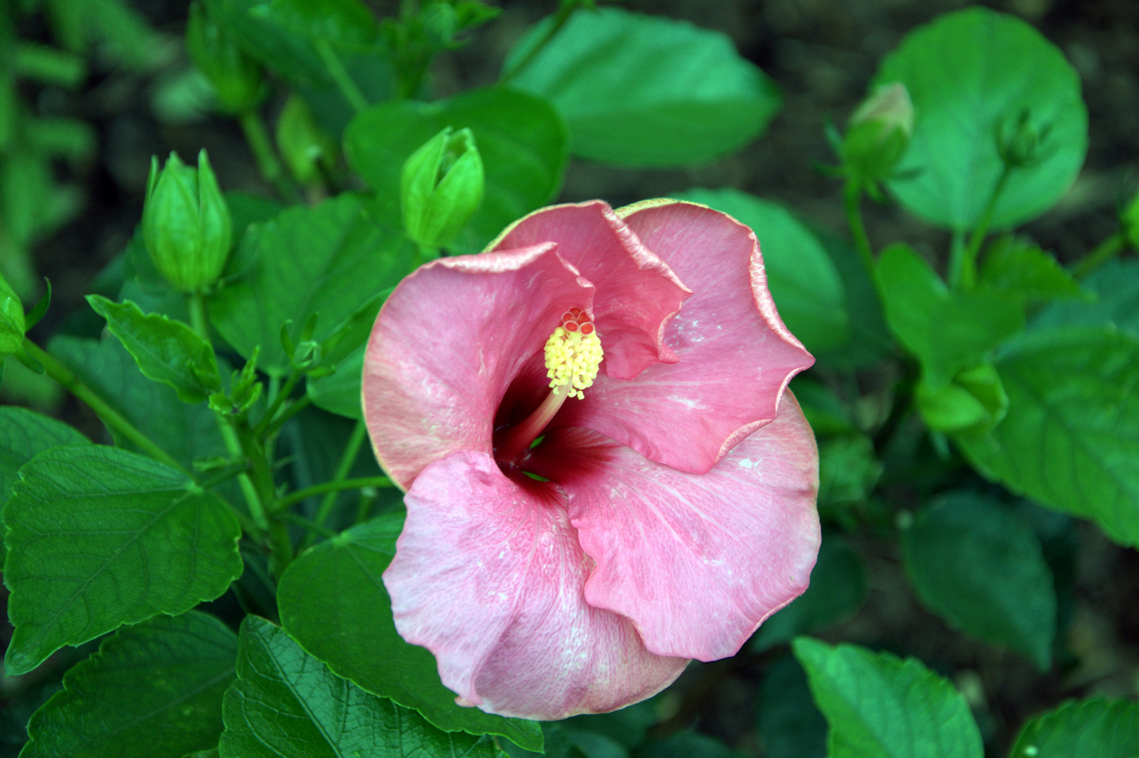 ...aber auch rosa steht dir gut