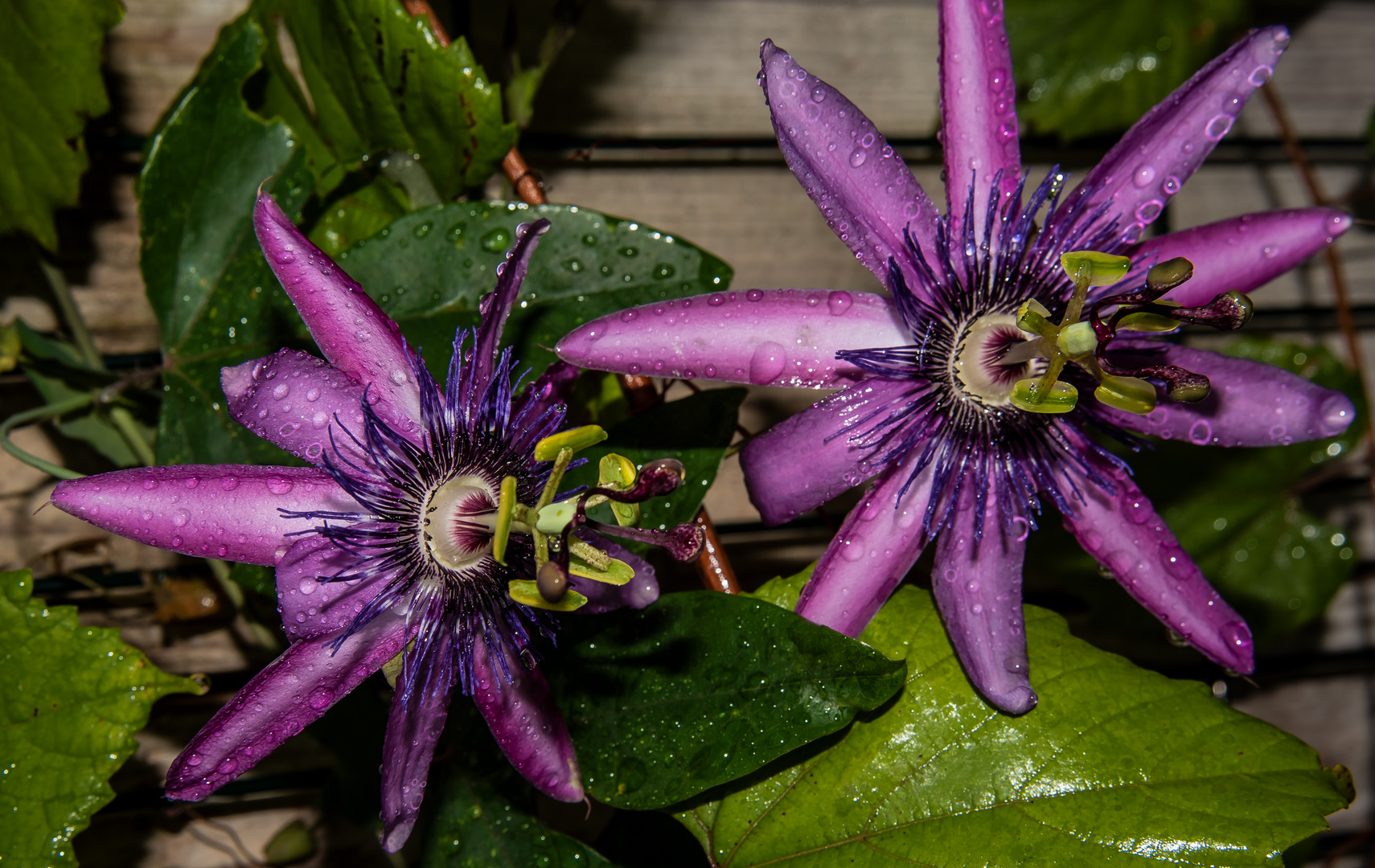 aber die Passionsblumen blühen auch bei diesem Wetter