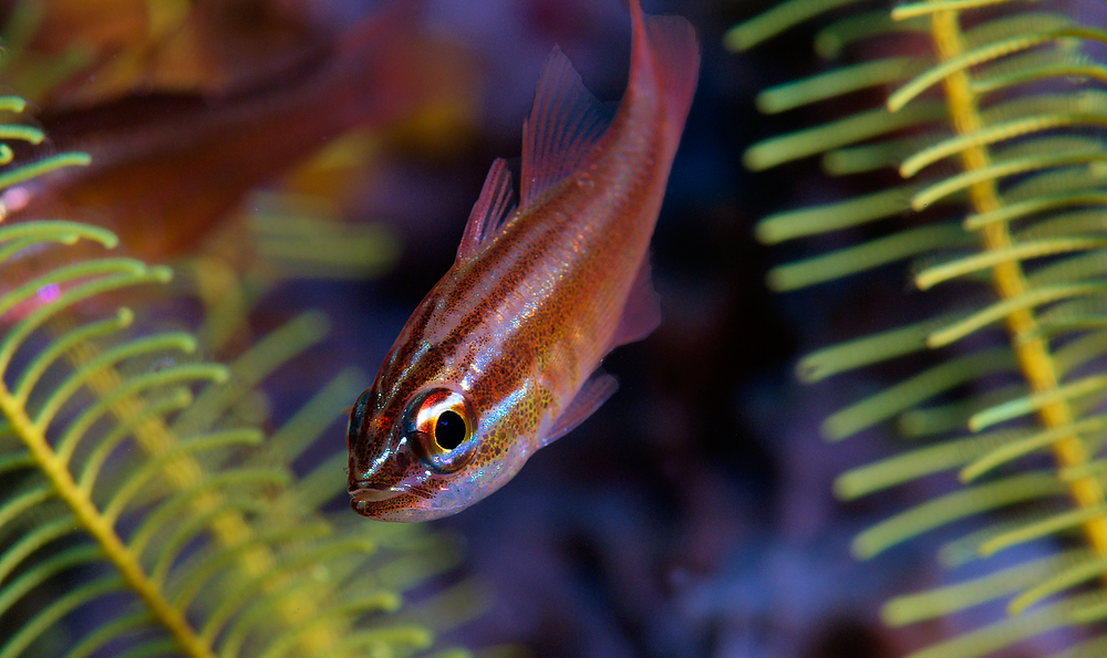 ...aber es gibt ja auch noch Fische.......