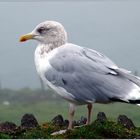 Aber es ist nur eine Möwe, die aus dem Nebel herausgehüpft kommt, um ...