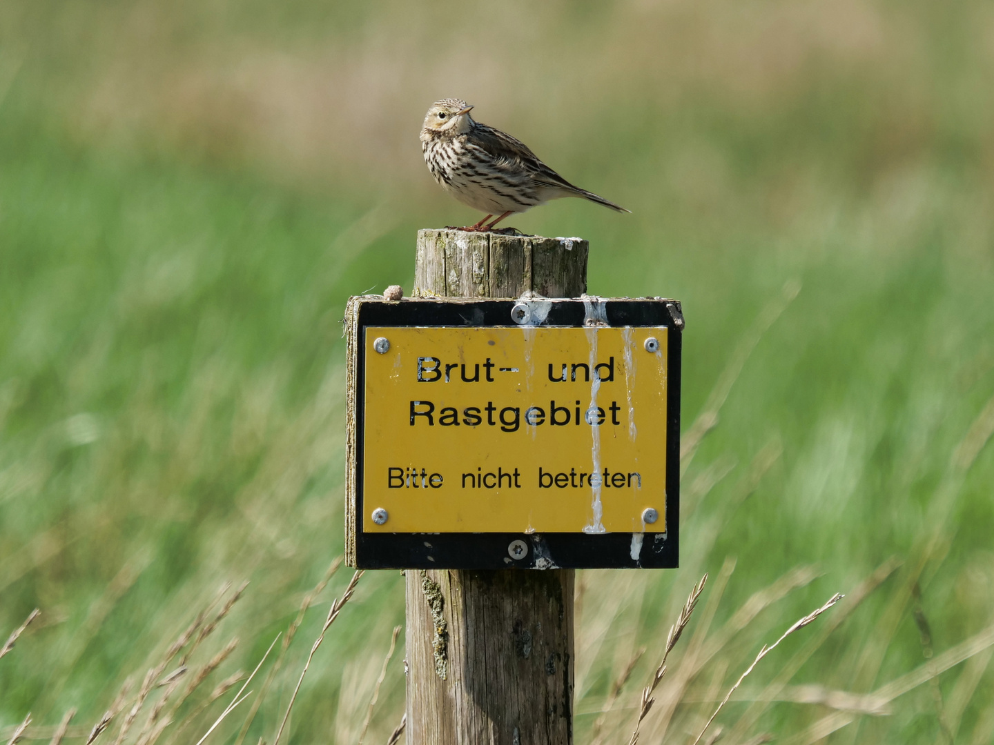 ...aber Fliegen ist ja erlaubt