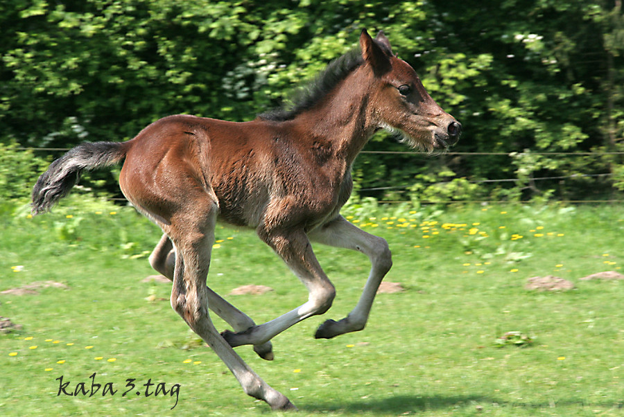 aber Galopp geht auch gut ;-)