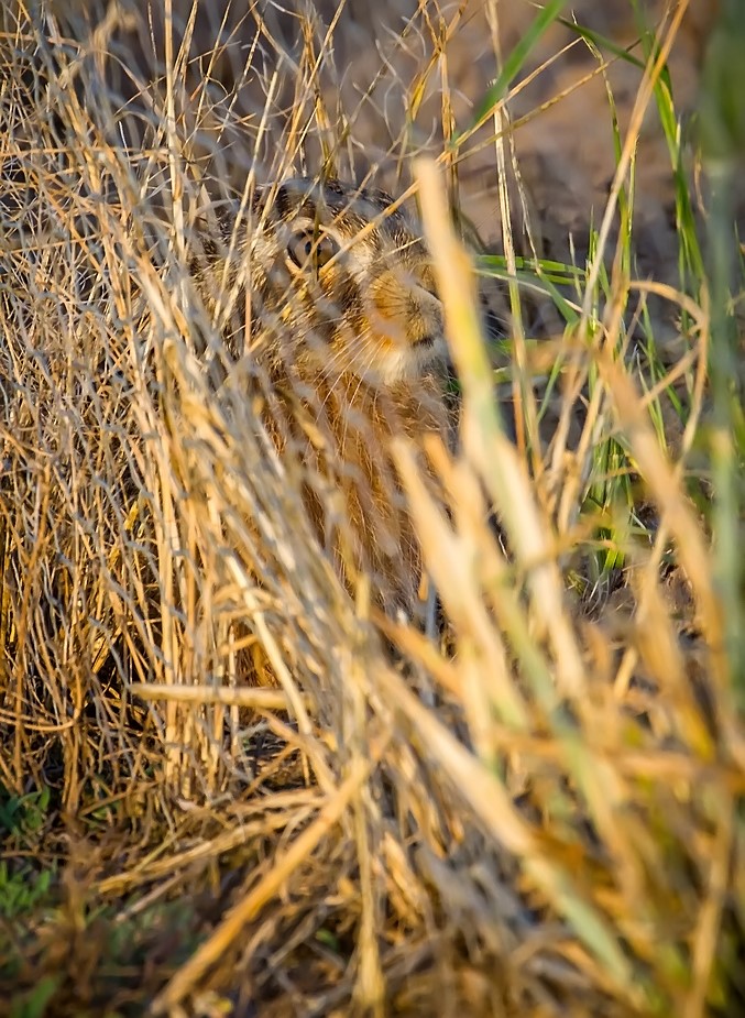 "Aber HALLO ... wer wil sich denn da Verstecken"?