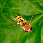 . . . aber im Flug sind sie am schönsten, die Gemeinen Winterschwebfliegen!