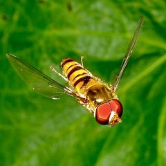 . . . aber im Flug sind sie am schönsten, die Gemeinen Winterschwebfliegen!