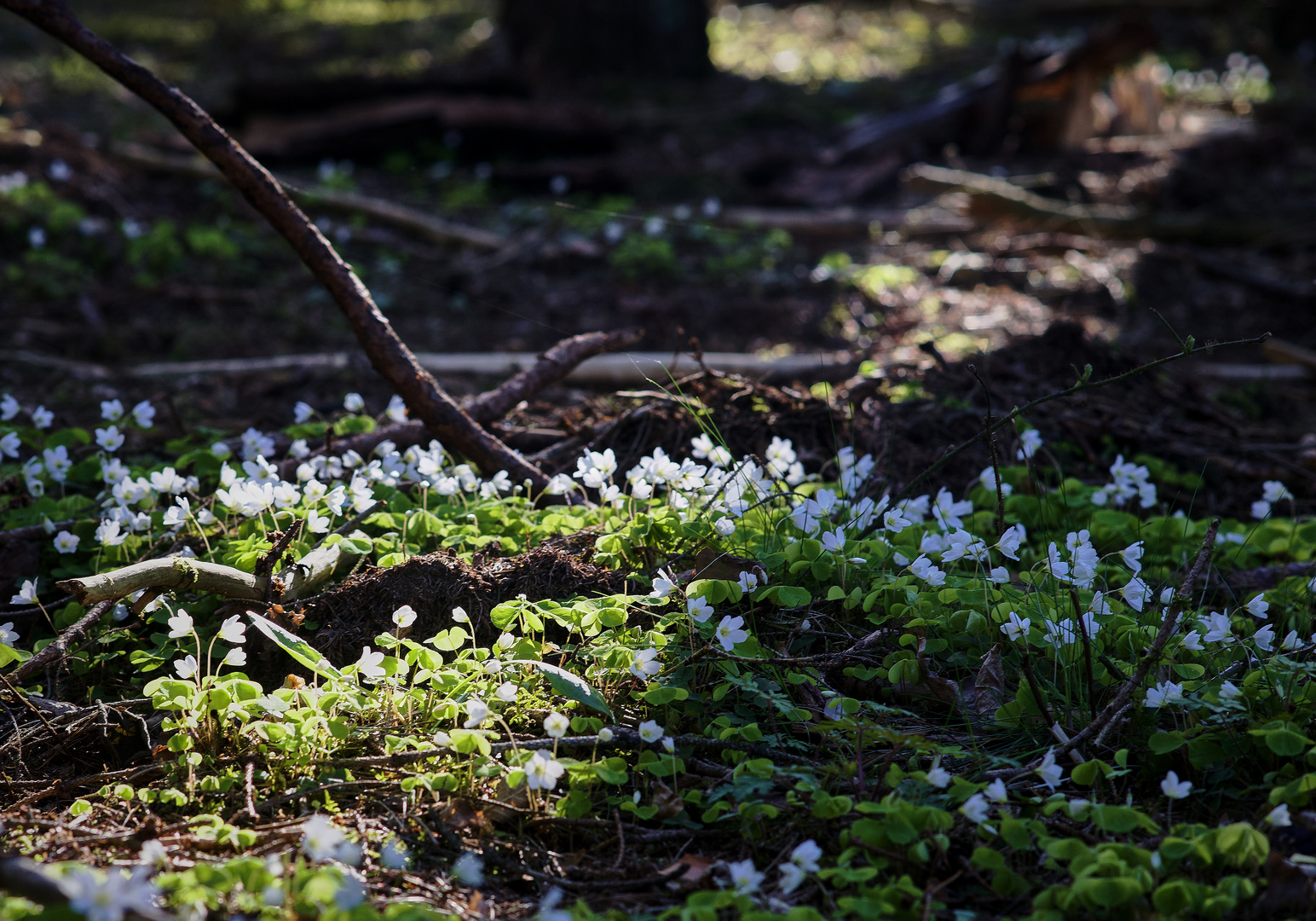 Aber im Wald blüht es schon reichlich