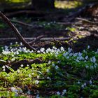 Aber im Wald blüht es schon reichlich