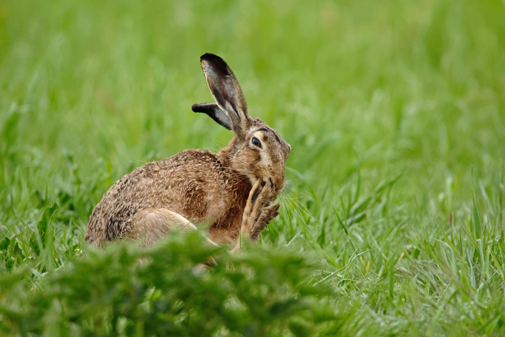 Aber Löffelwaschen nicht vergessen... Feldhase (Lepus europaeus) bei der Körperpflege