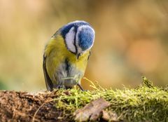 "Aber nicht doch - du bist nicht NUR eine Blaumeise"