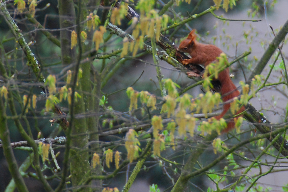 Aber wo ist B-Hörnchen?