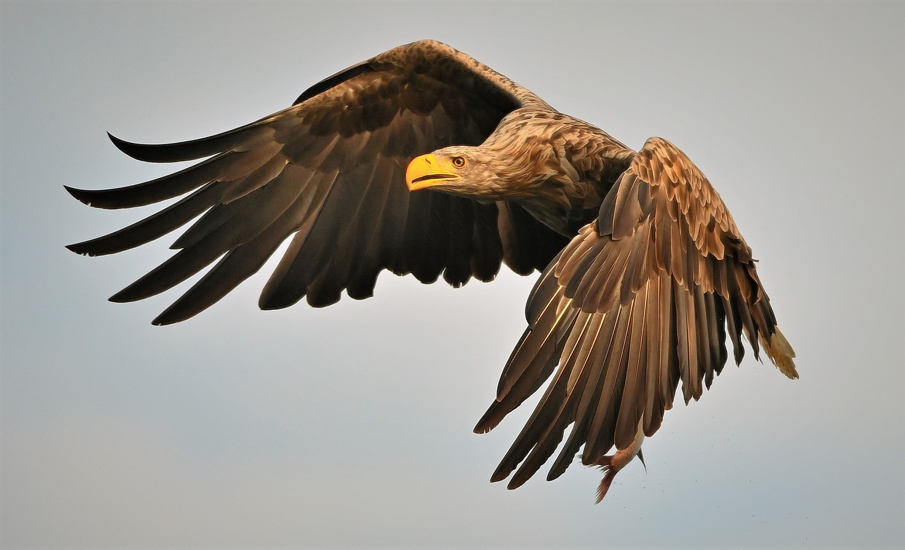 --aber wohl leider kein AAL!(Fliegt ER jetzt zum AALFRED?