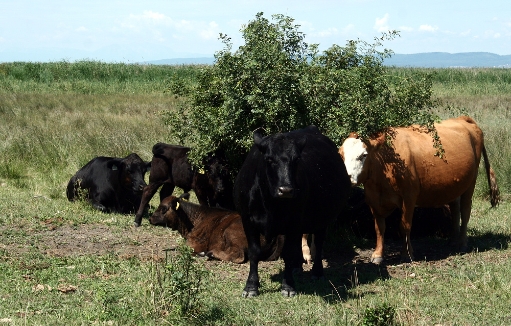 Aberdeen Angus Rinder Foto & Bild | europe, Österreich, burgenland ...