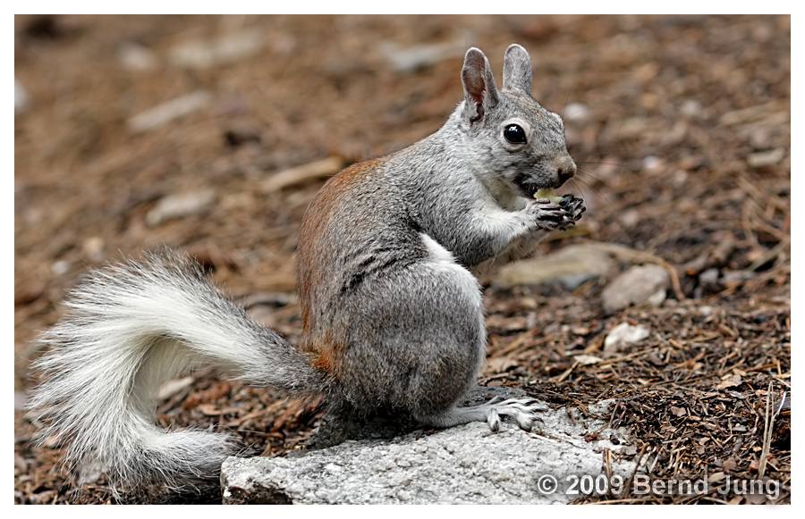 Abert Hörnchen, Teil 3