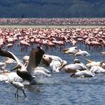 Abertausende Flamingos und ein paar Pelikane