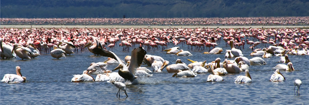 Abertausende Flamingos und ein paar Pelikane