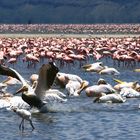 Abertausende Flamingos und ein paar Pelikane