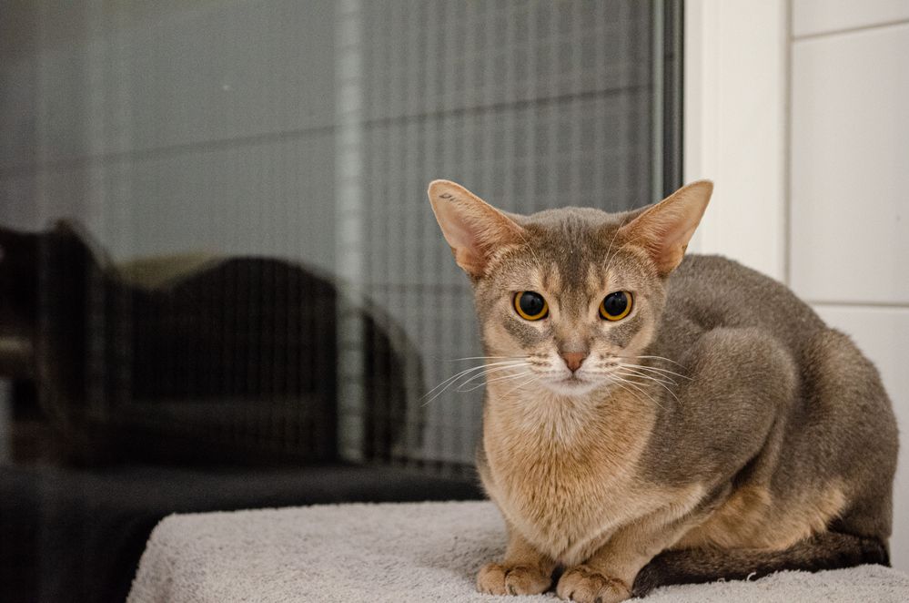 Abessiner Katze Foto & Bild fotos, natur, katze Bilder auf