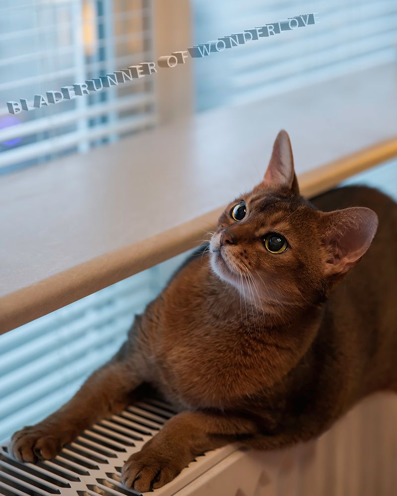 Abessinian Cat