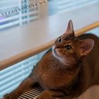 Abessinian Cat