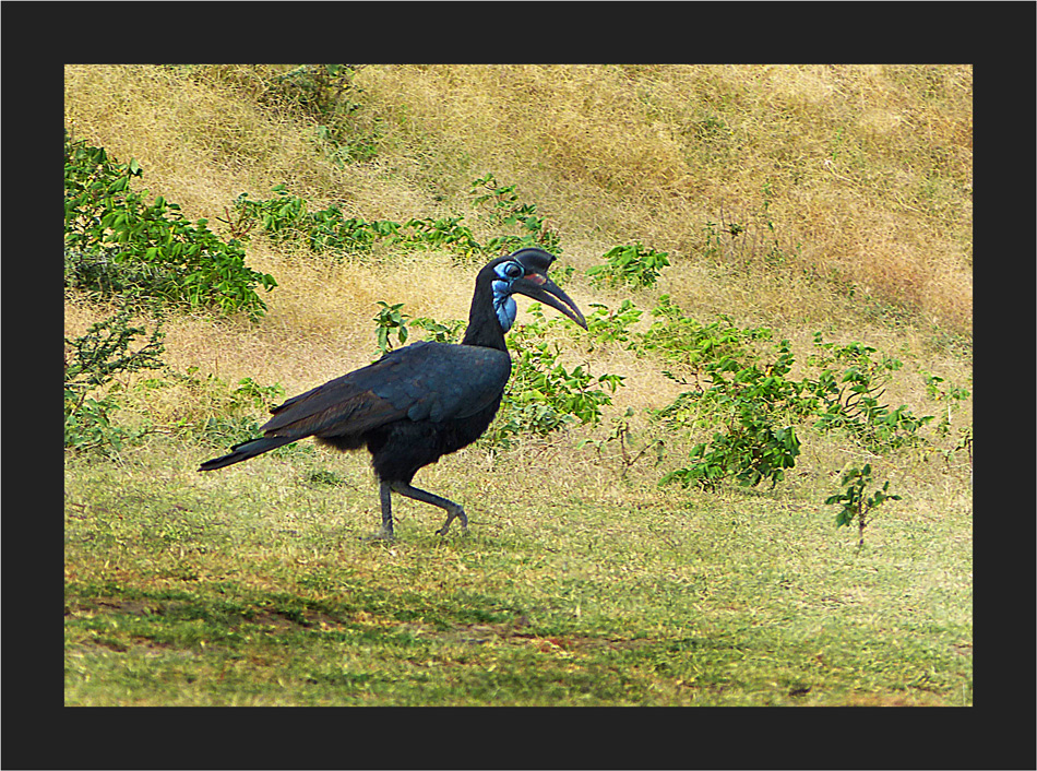 Abessinian Ground Hornbill