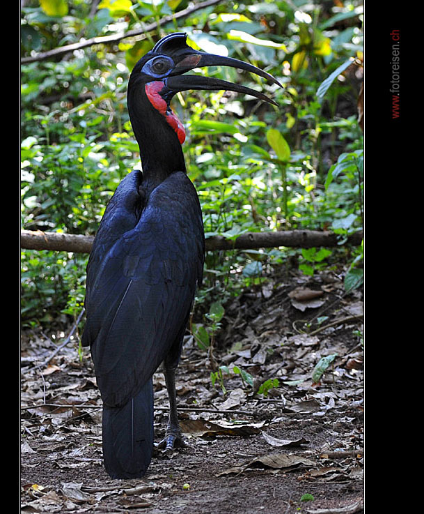 Abessinian Groundhornbill