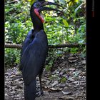 Abessinian Groundhornbill