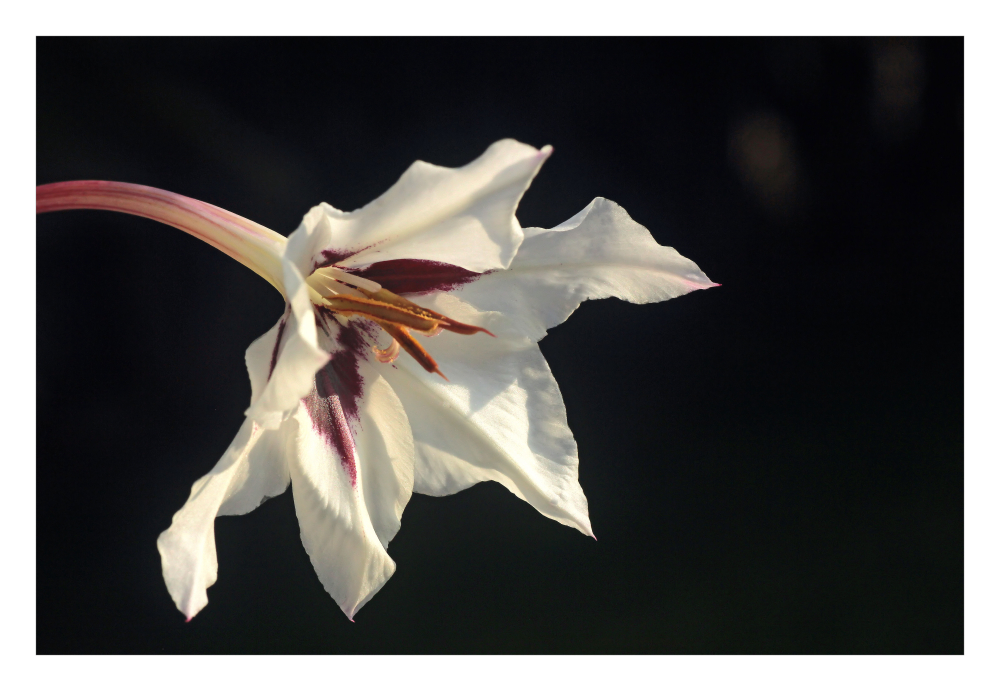 Abessinische Gladiole