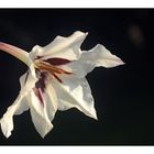 Abessinische Gladiole