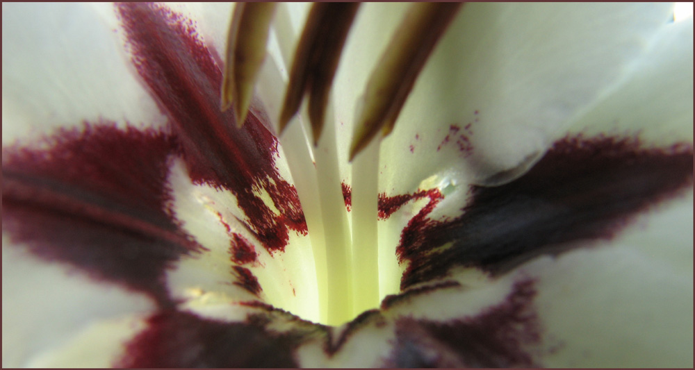 Abessinische Gladiole (Acidanthera)