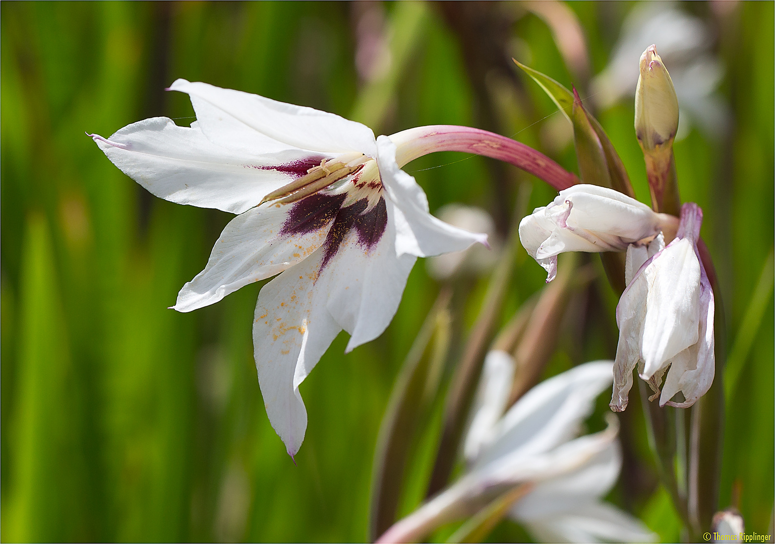 Abessinische Gladiole (Gladiolus callianthus)