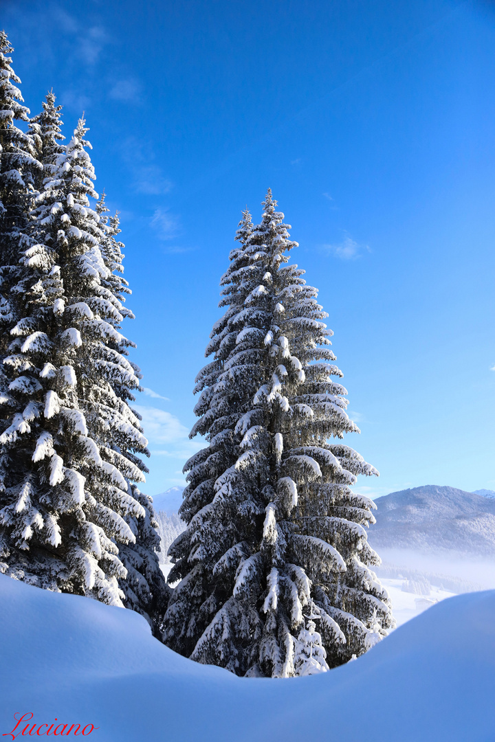 abeti dopo una nevicata