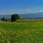 Abfahrt zum Niedersonthofener See mit Alpenblick