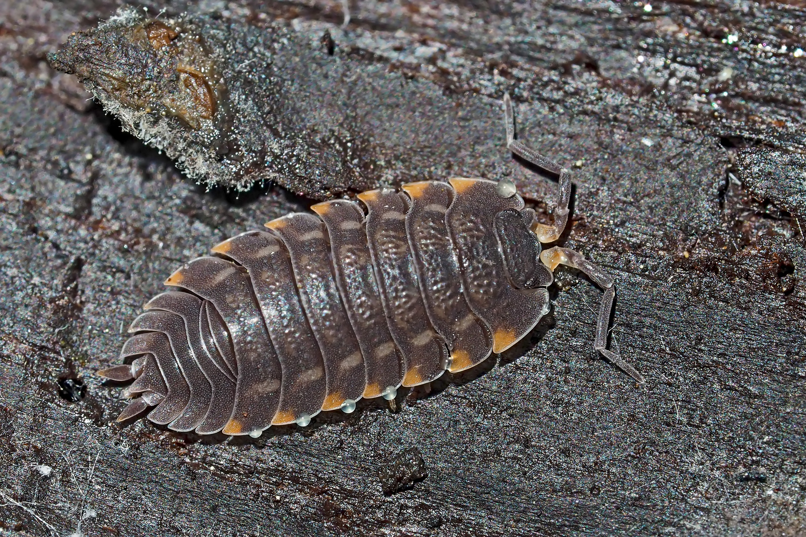 "Abfallverwertung auf 14 Beinen": Landassel (Trachelipus ratzeburgii) - Le Cloporte: ami du jardin!