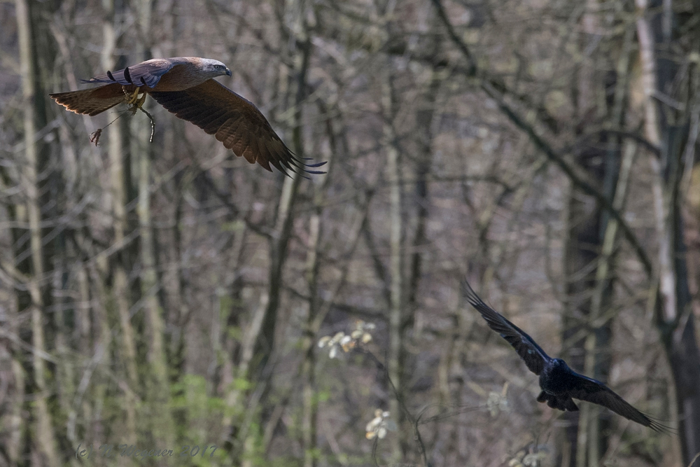 Abfangjäger von rechts