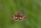 Hornkraut-Tageulchen (Panemeria tenebrata) von Stephan M. aus W.