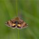 Hornkraut-Tageulchen (Panemeria tenebrata)