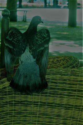 Abfliegen oder bleiben.....