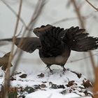 Abfliegende Amsel