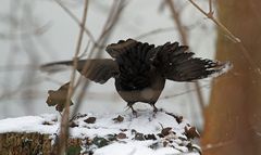 Abfliegende Amsel