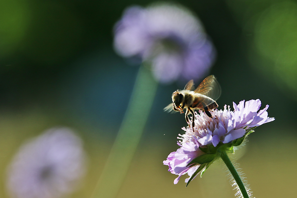 abfliegende Biene an der Witwenblume