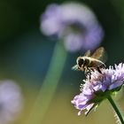 abfliegende Biene an der Witwenblume