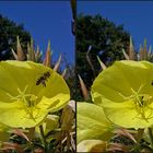 abfliegende Biene an Nachtkerzenblüte