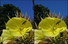 abfliegende Biene an Nachtkerzenblüte