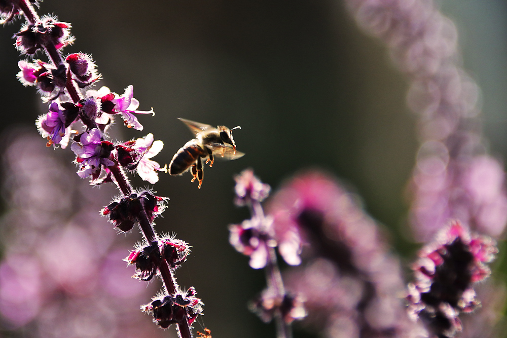 Abfliegende Biene im Gegenlicht