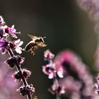 Abfliegende Biene im Gegenlicht